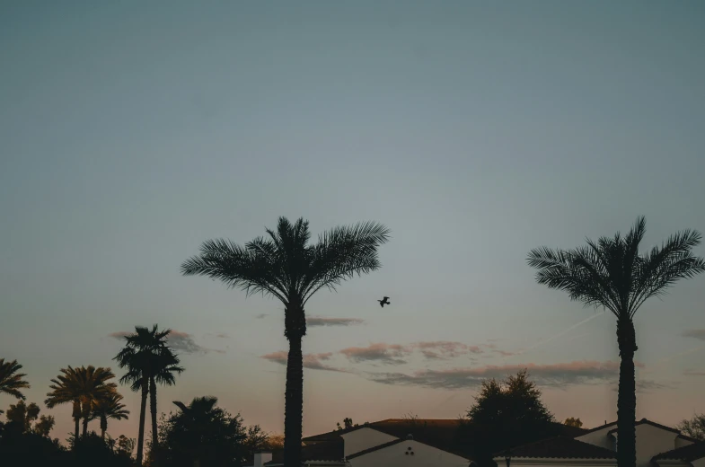 a couple of palm trees standing next to houses