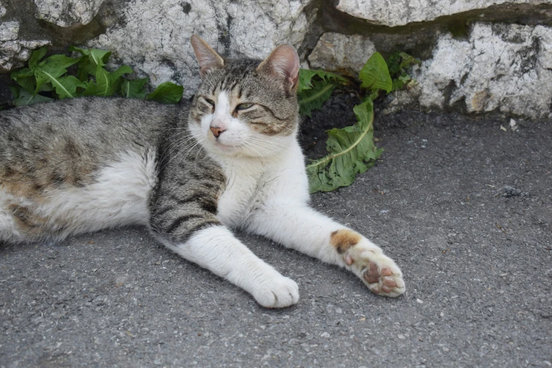 the cat is laying down near the plants