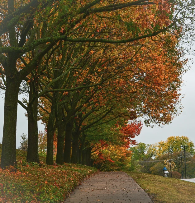 an autumn scene of several trees in the fall