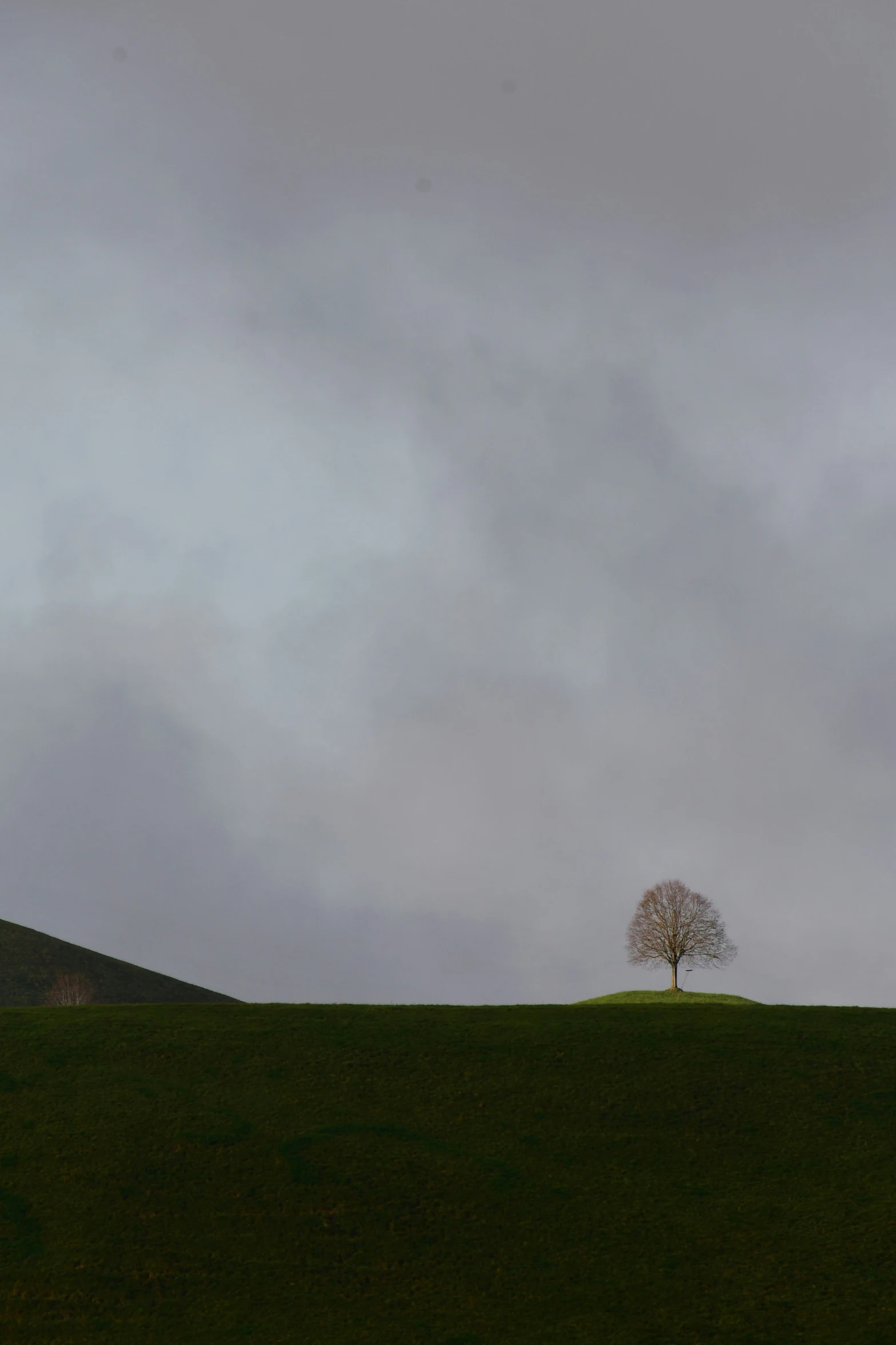 a tree on top of a hill that is green