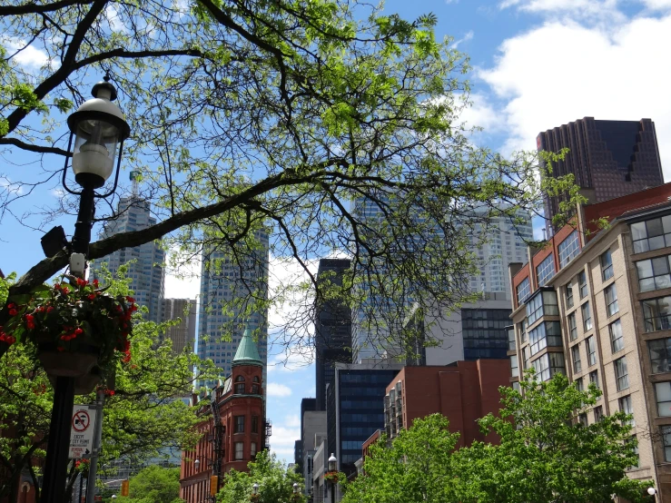 there are trees on the street, and street lights in the street