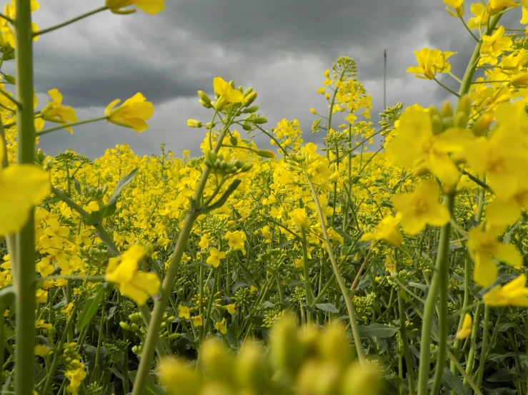 a field with yellow flowers and cloudy skies