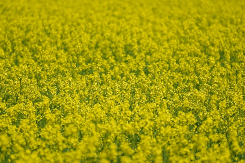 a po of a grassy field, taken in the camera