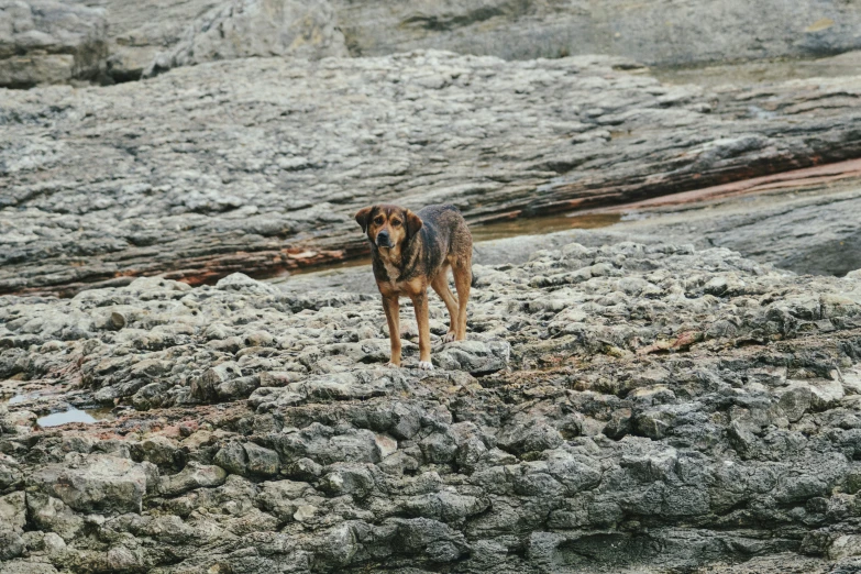 a brown and black dog on a rock covered hill