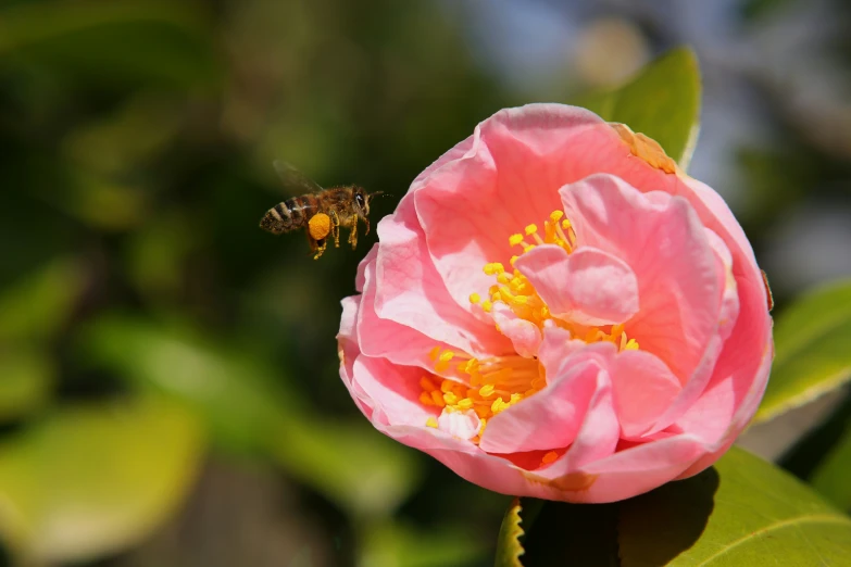 a flower and a fly are next to each other