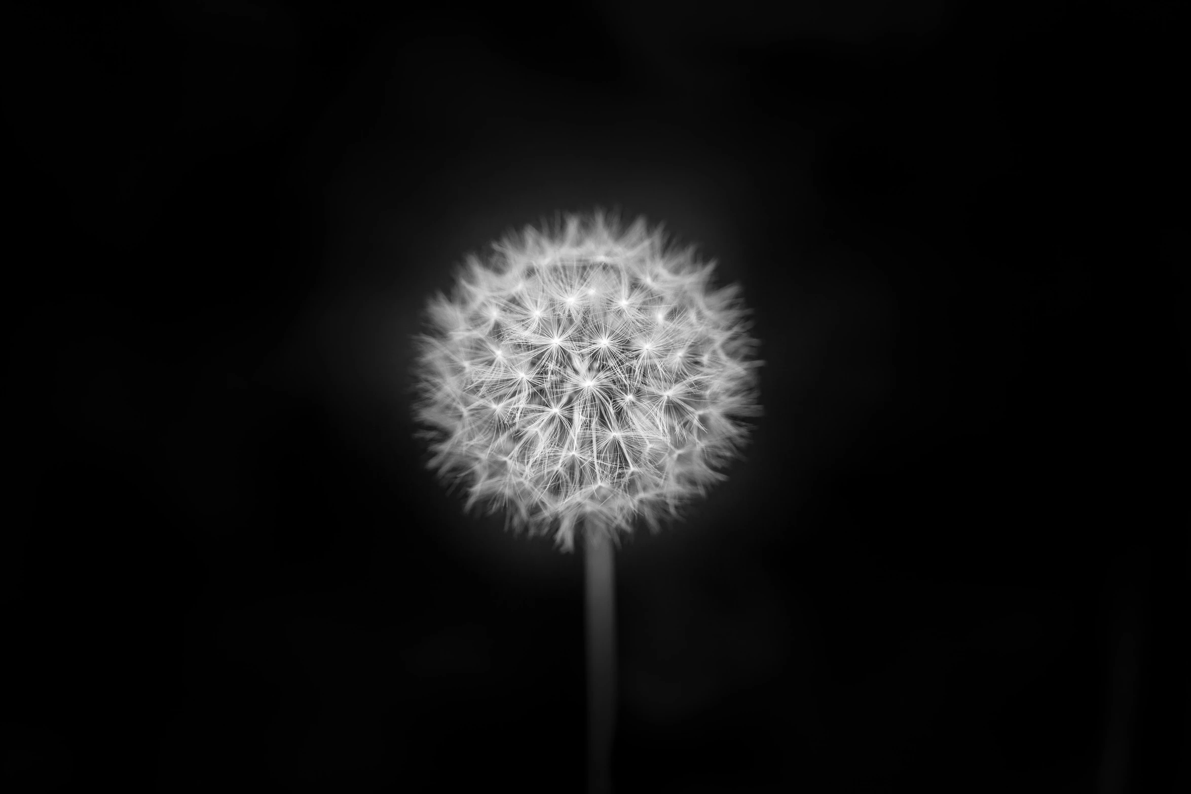 a dandelion in black and white with the wind moving through it