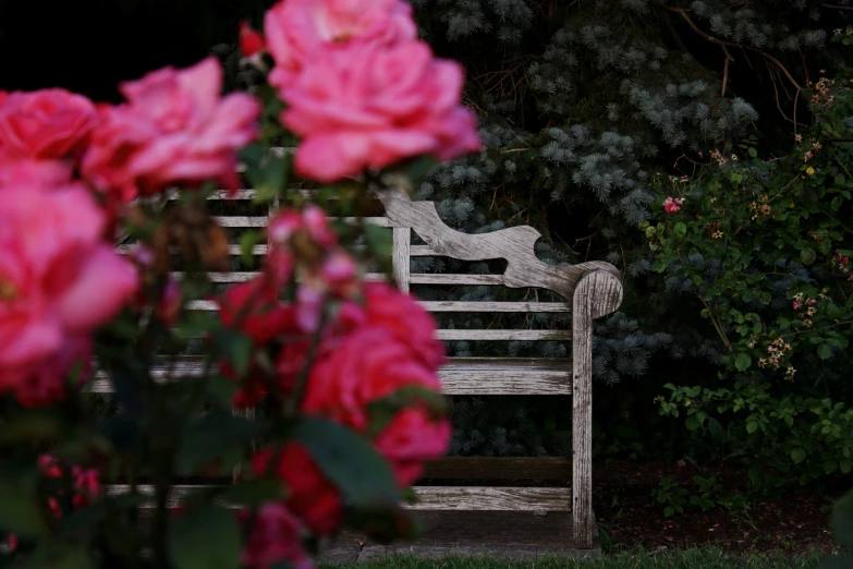 a white park bench sitting in front of red roses