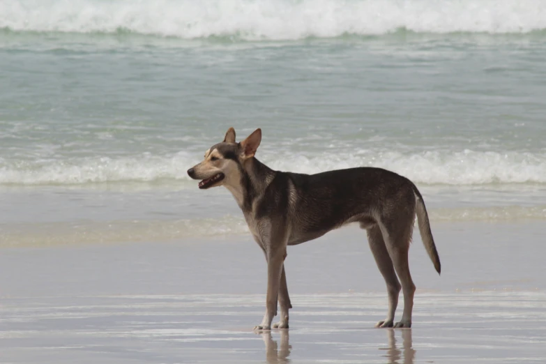 a dog looking away from the camera on the beach