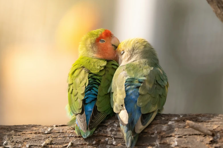 two parrots sit next to each other on a tree nch