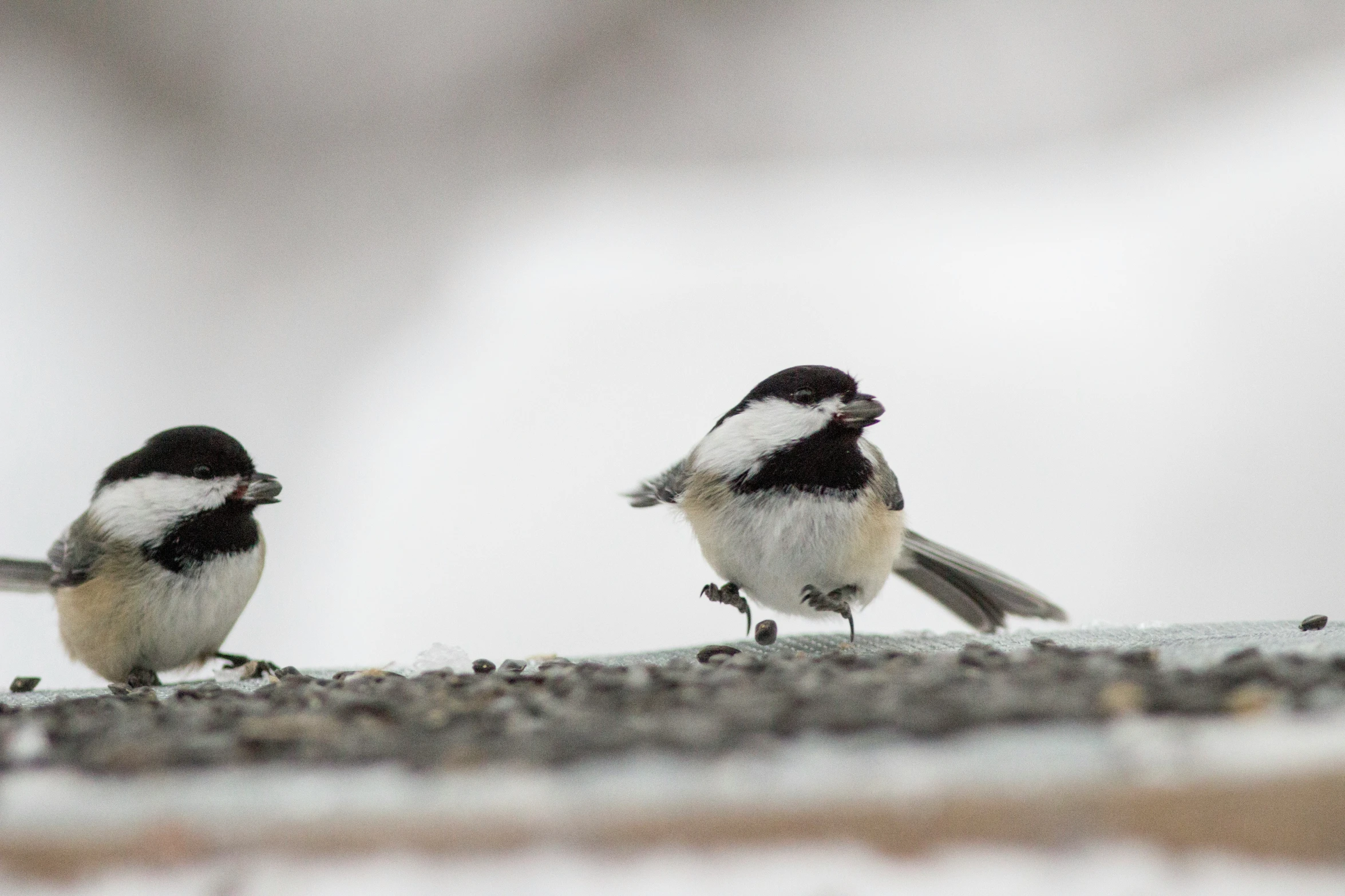 the two small birds are standing on a rail