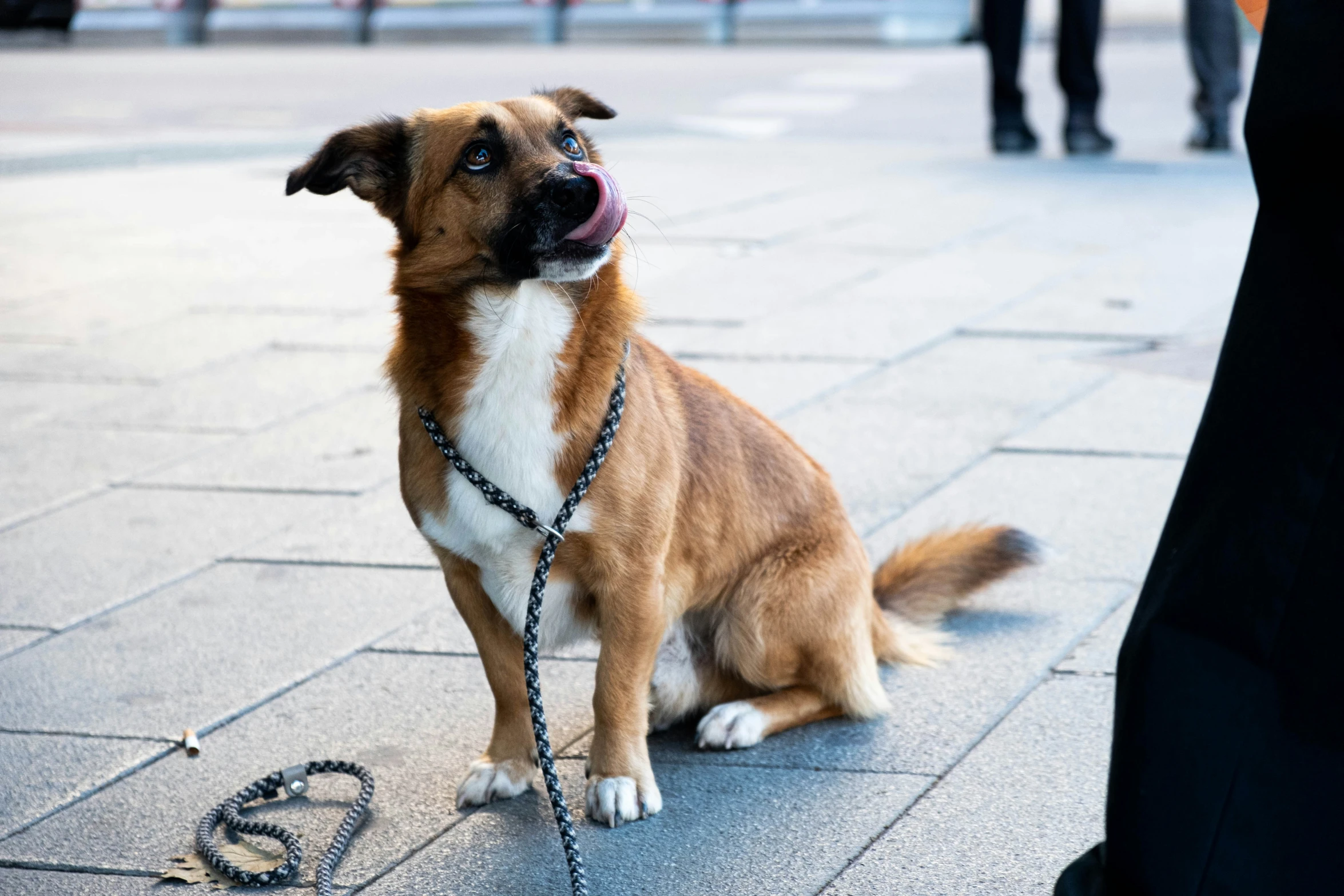 a brown dog sitting on top of a sidewalk