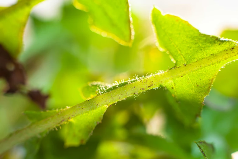 there is a close up po of the green leaves