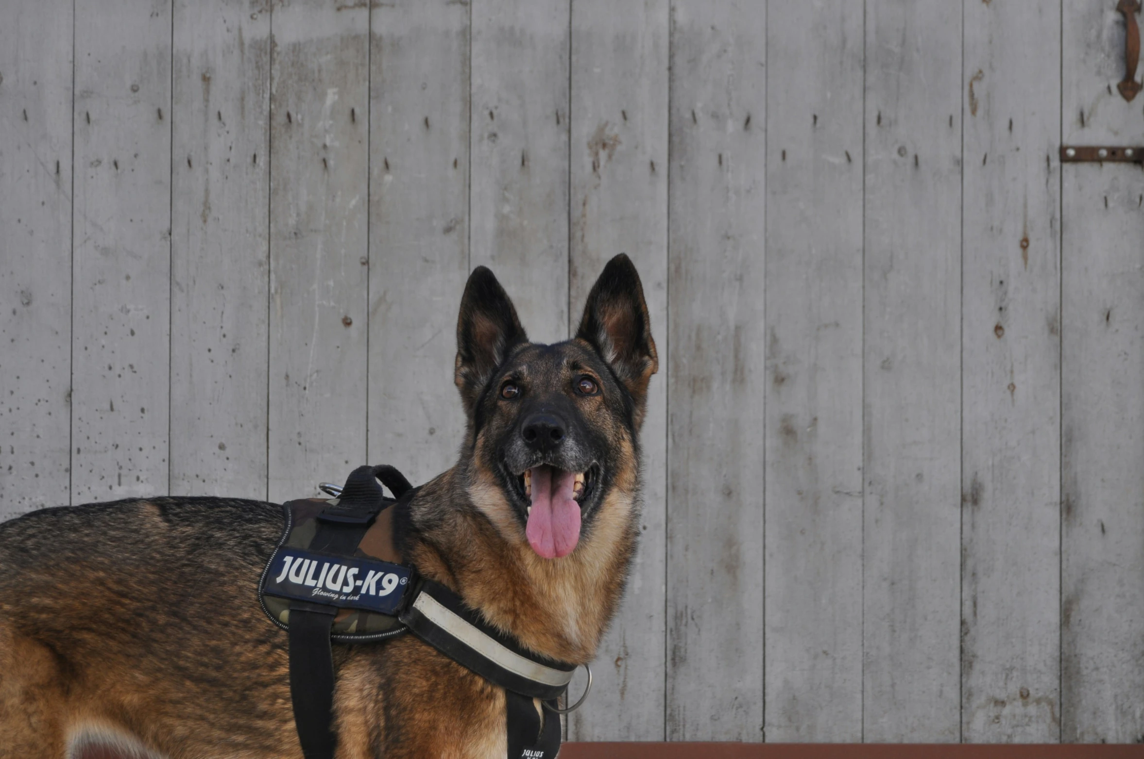 german shepherd with collar and tag in front of wooden door