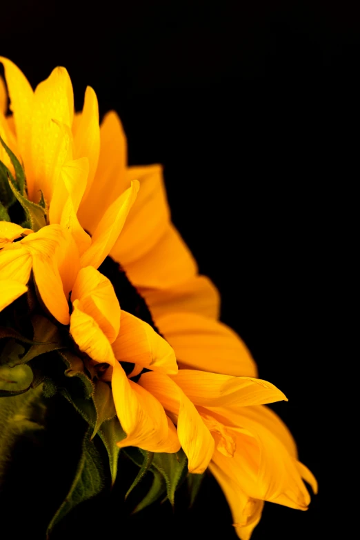 a close up view of a yellow flower