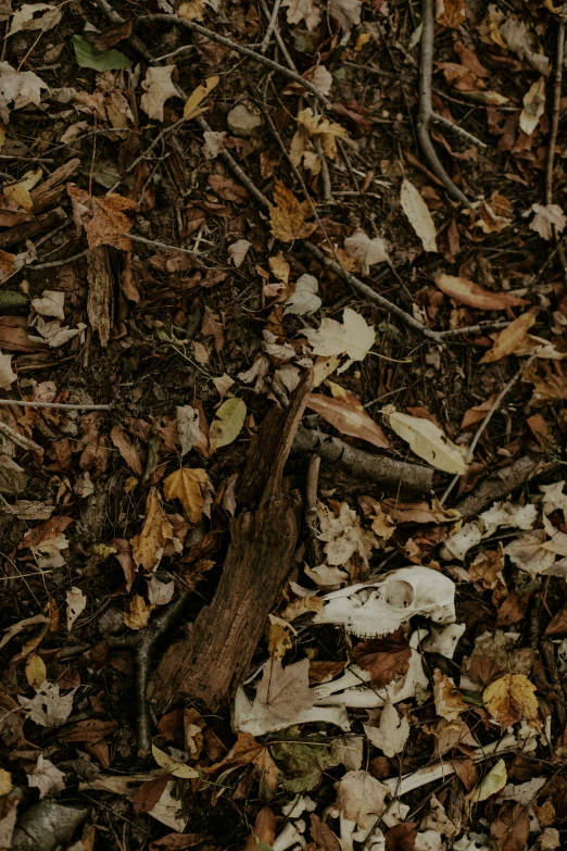 a wood log in the woods with fallen leaves on the ground