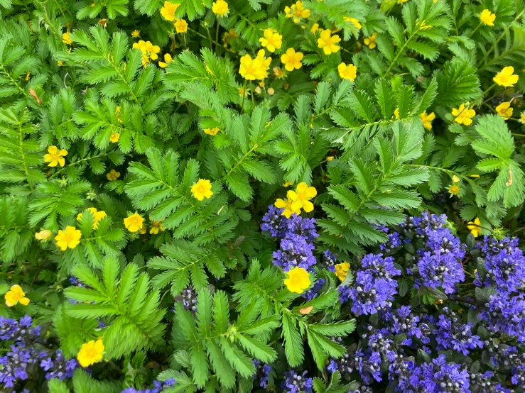 purple and yellow flowers grow next to each other