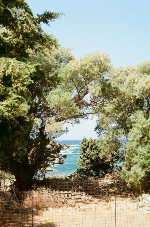 some very pretty trees by some water and a beach