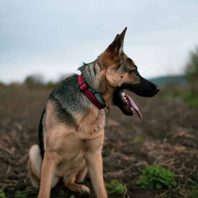 a dog sitting in the middle of an open field