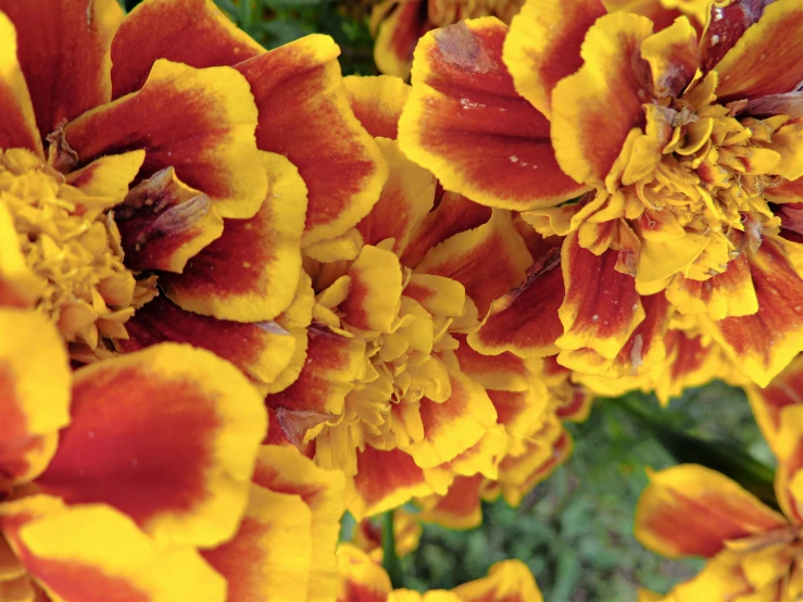 orange and yellow flowers in full bloom on a sunny day