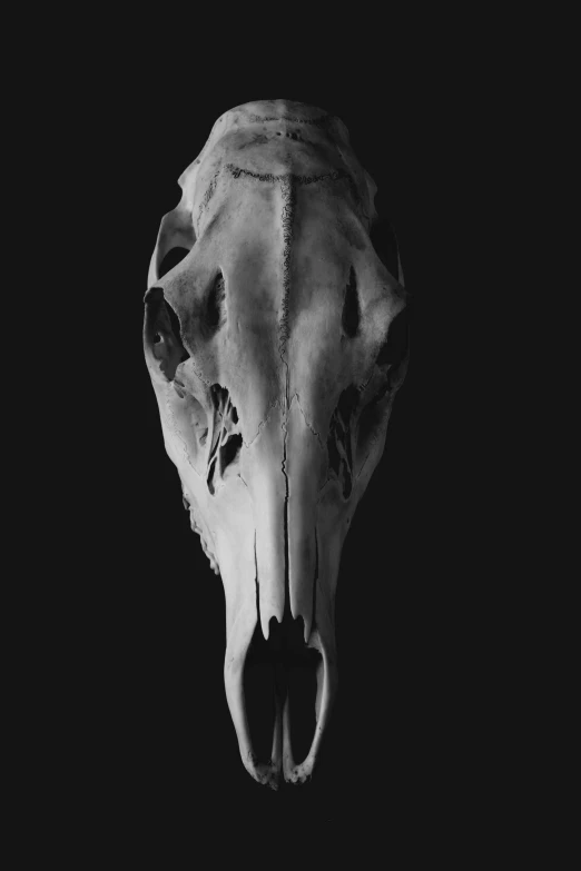 a black and white po of a white animal skull
