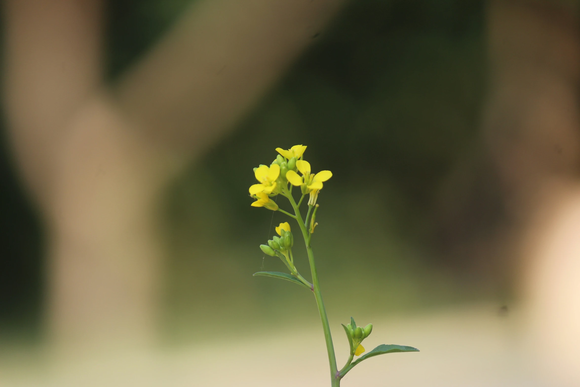 the small yellow flowers are growing from the bare stems