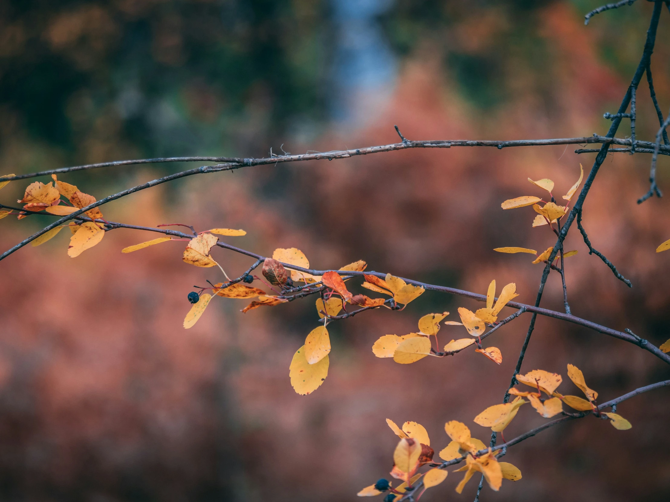 nch with leaves in autumn time in front of blurry background