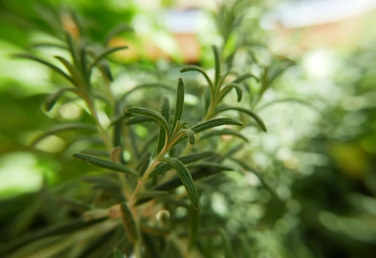 this is an image of a plant in full leaf