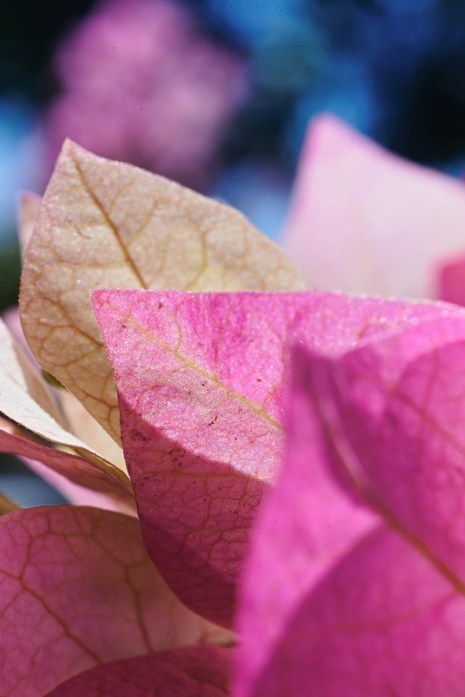 the leaves of a pink and yellow plant