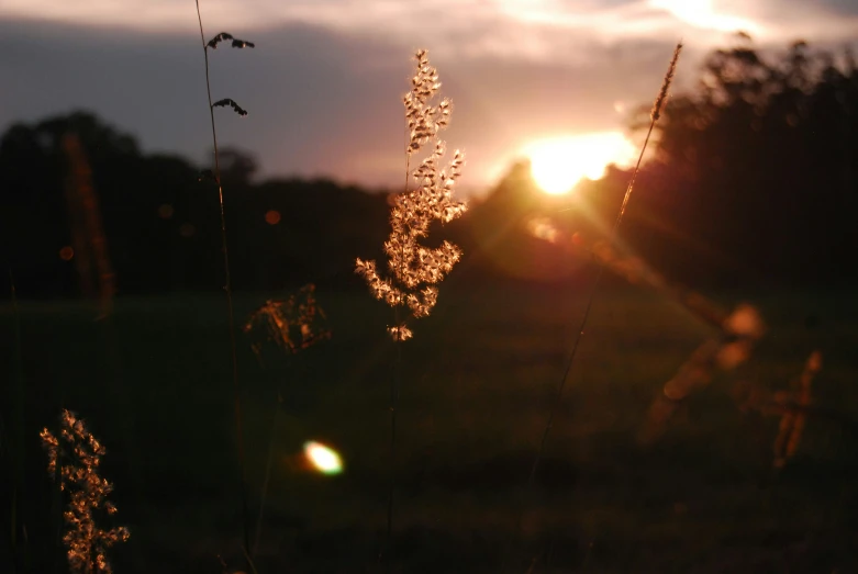 tall grass in front of a sunset and clouds