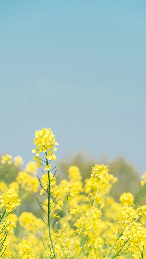 a field of yellow flowers with blue sky in background