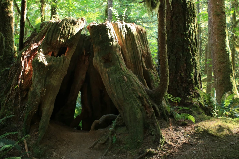 a tree stump in the middle of a forest