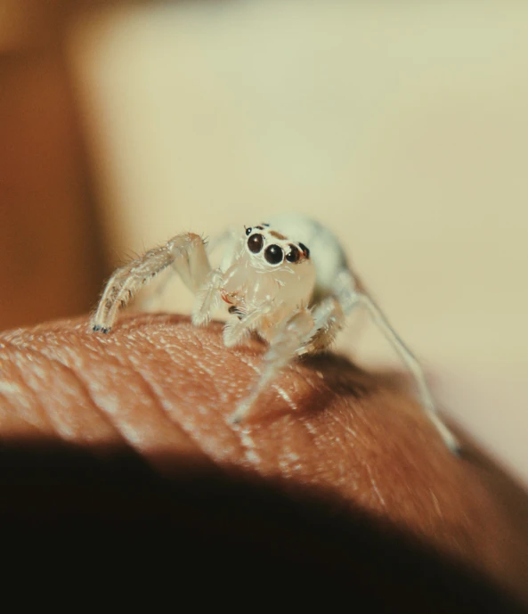 a big spider sitting on someones chest