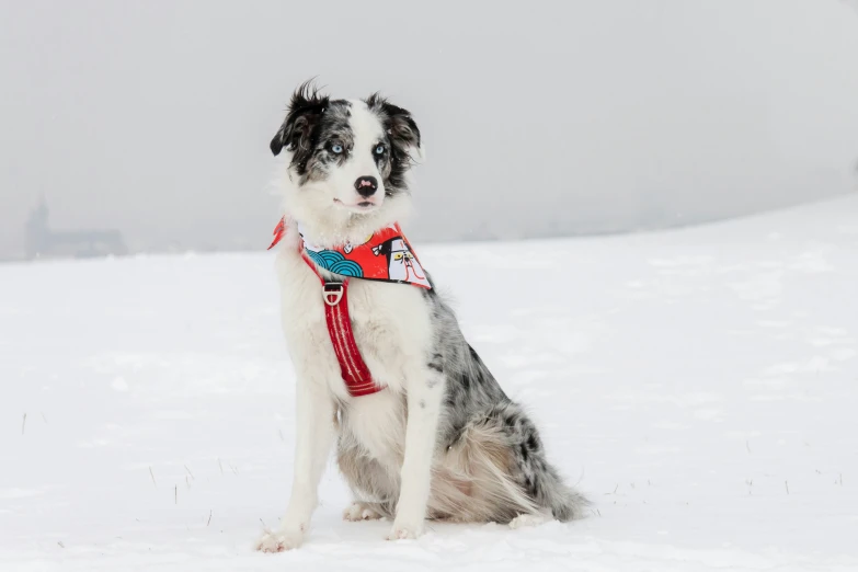 a white and black dog with a red harness sitting in the snow