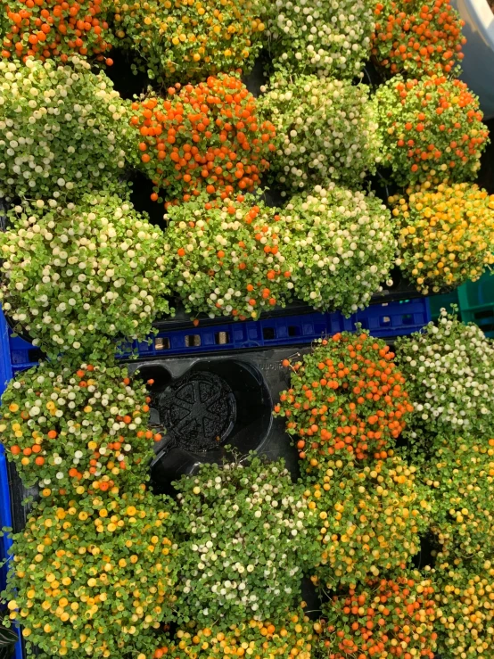 plants being sold in a market with flowers on them