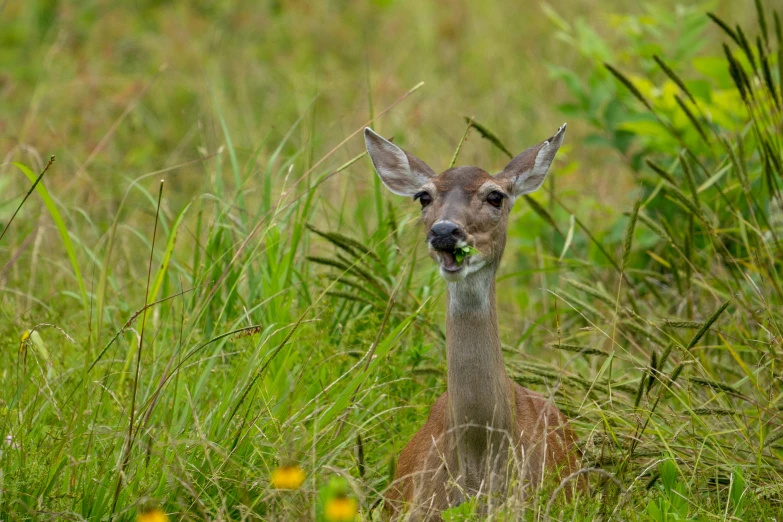 a deer is sitting down in a field