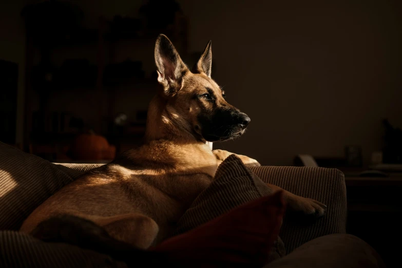 the brown dog sits in the sunlight on a couch