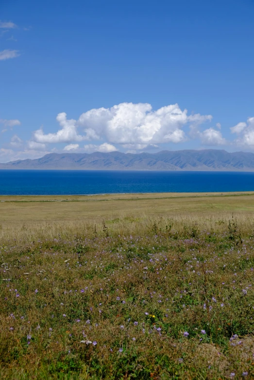 a grassy plain with some animals in the background