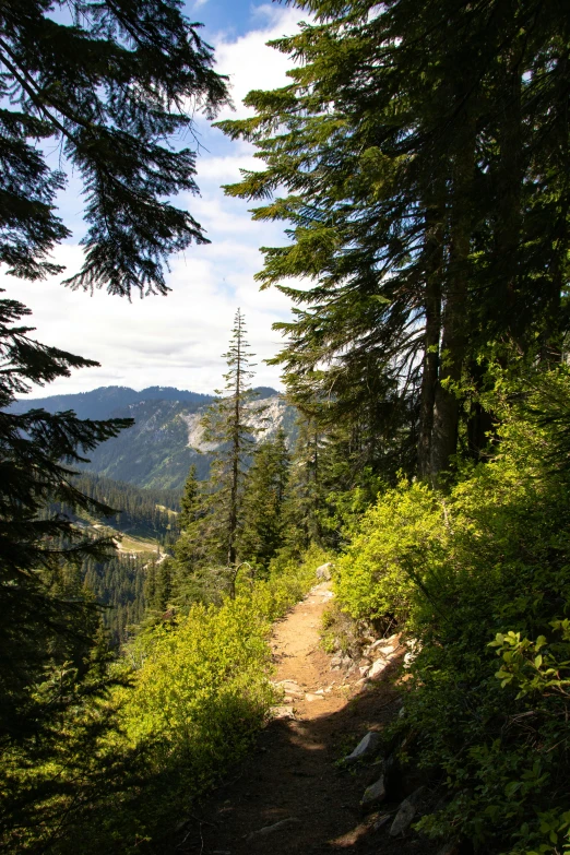 some tall trees a dirt path and a mountain