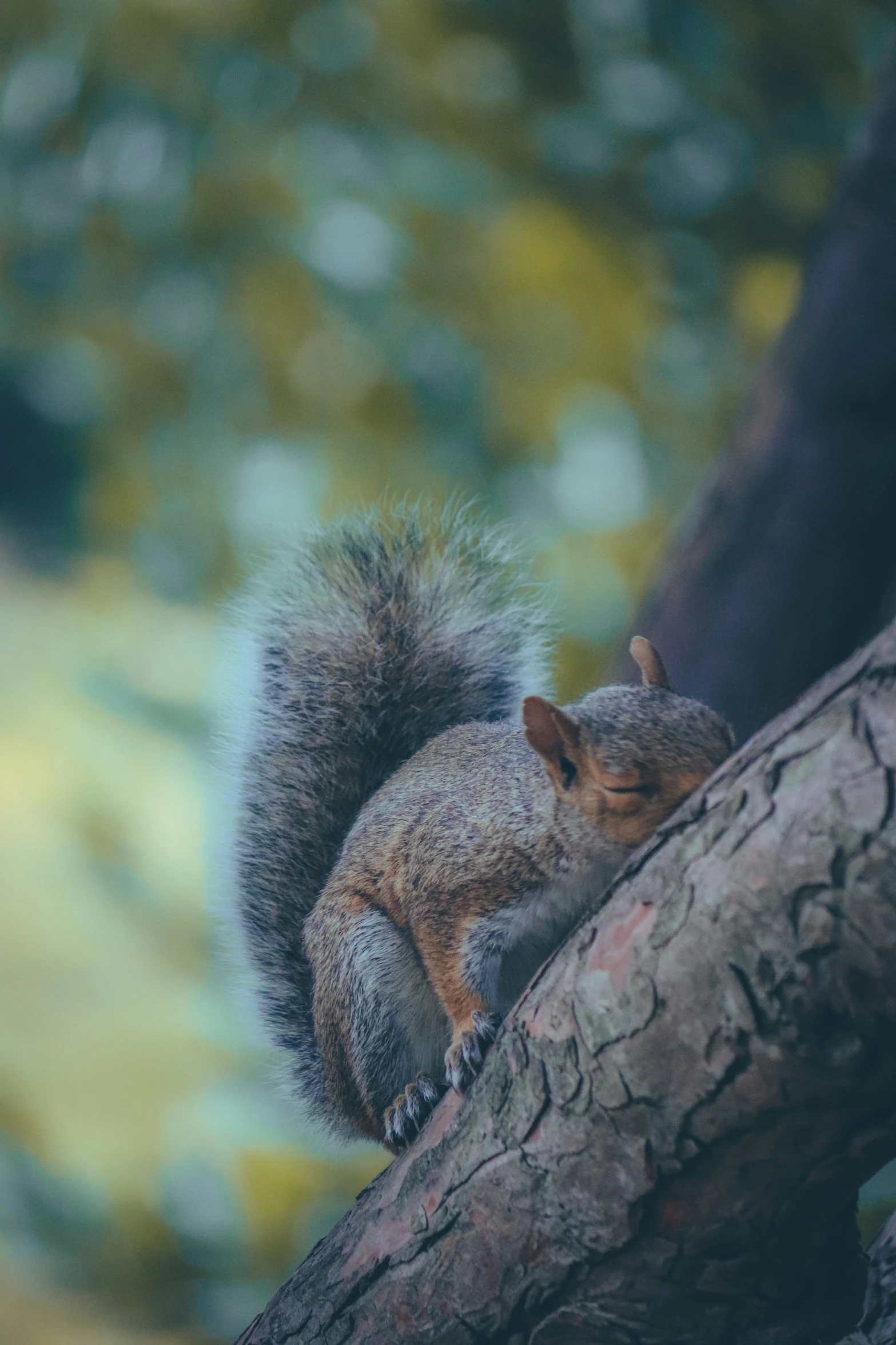 a squirrel that is sitting on a tree nch