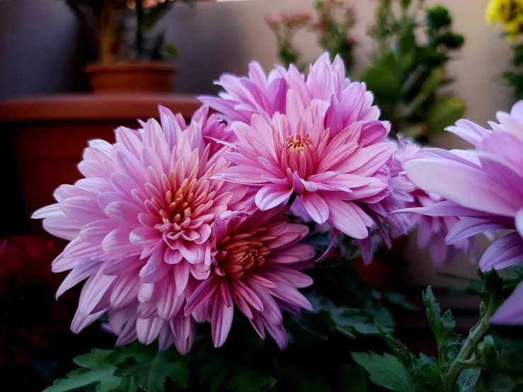 a large purple flower in front of a bunch of other flowers