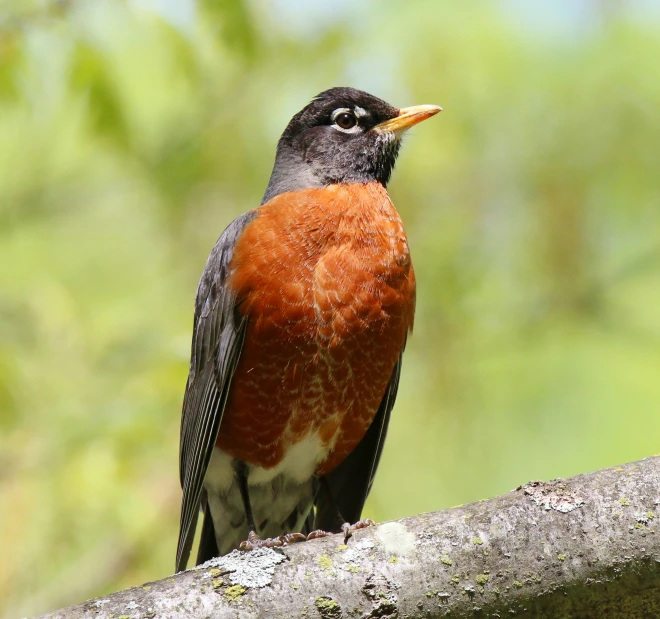 a bird sits on the nch of a tree and looks up