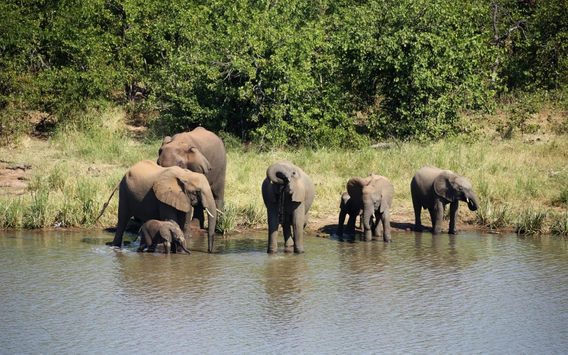 three adult elephants with four baby elephants drinking water