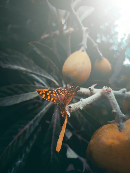 a close up of a leaf with oranges in the background