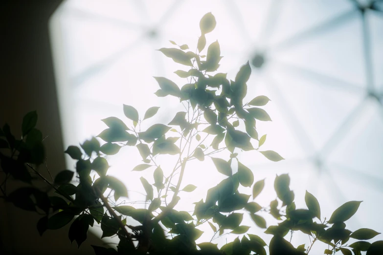 a leafy tree is silhouetted against a background