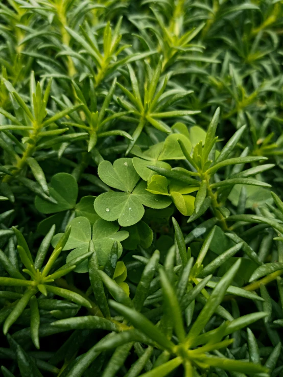 small green leaves in a field of bushes