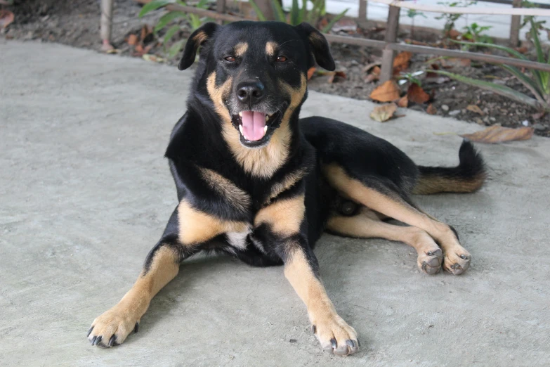 a black and brown dog laying on cement with it's tongue hanging out