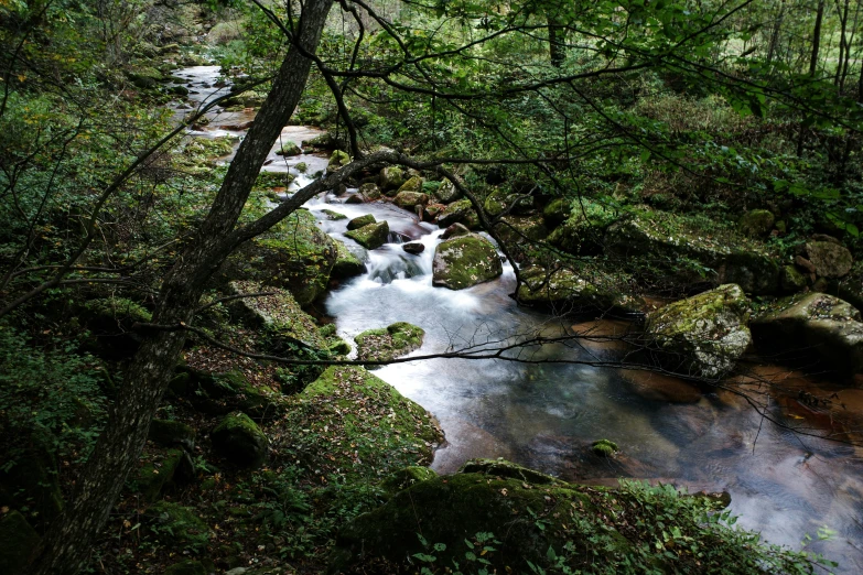 a river running through a forest with lots of green trees