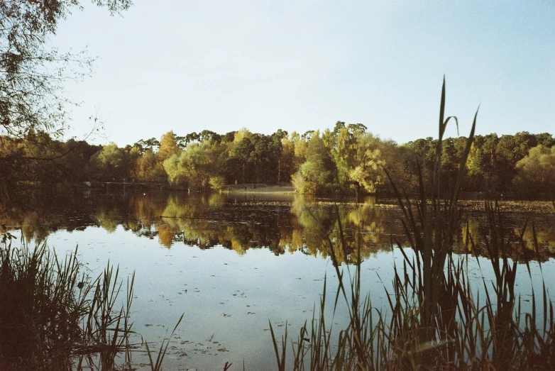 a lake is surrounded by dry reeds and trees