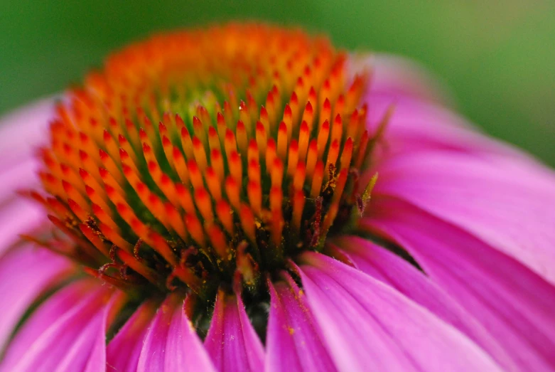 a large purple flower with yellow stamens