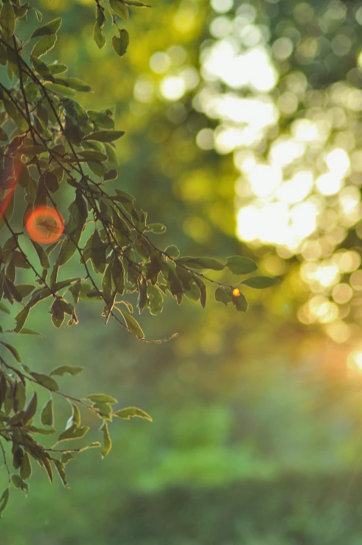 green leaves hanging over the tree nches outside